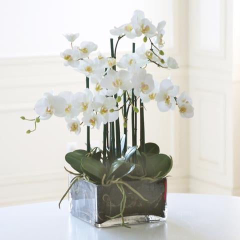 PHALAENOPSIS