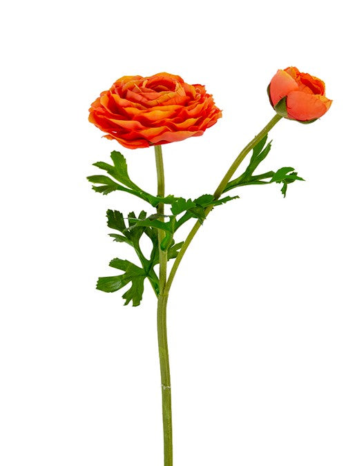 RANUNCULUS X 2