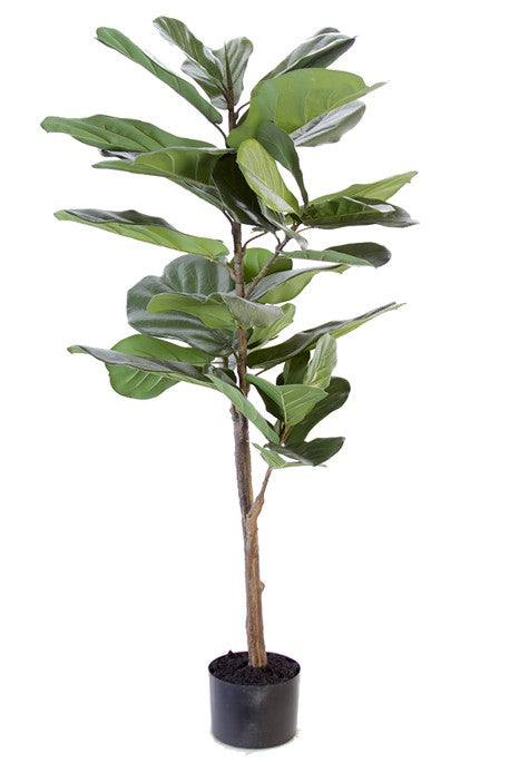 FIDDLE FIG