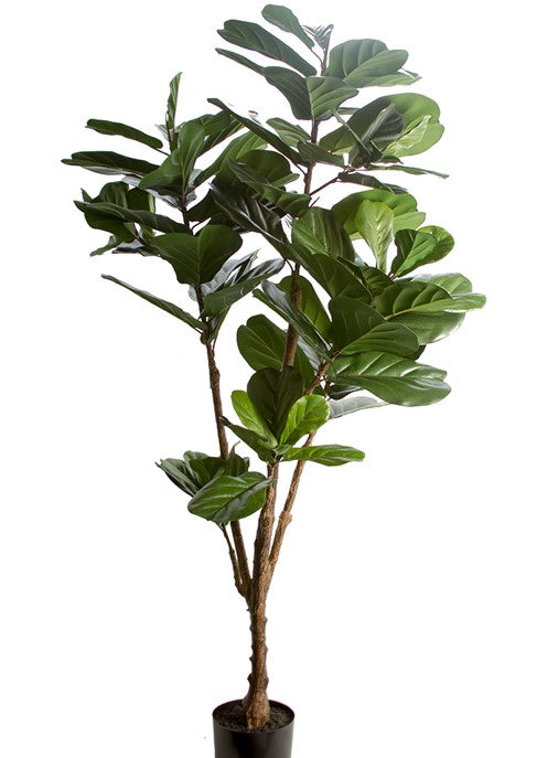 LARGE FIDDLE FIG