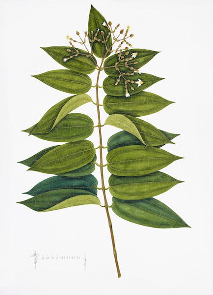 ANGLO INDIAN BOTANICAL II