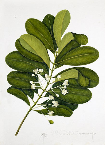 ANGLO INDIAN BOTANICAL I