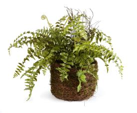 RUSTIC BOSTON FERN