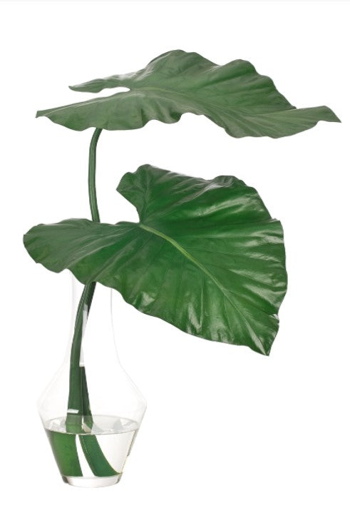 COLOCASIA LEAF