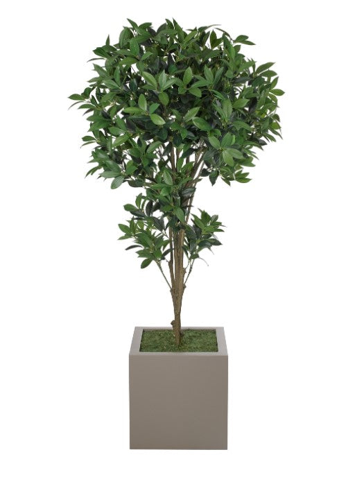 LARGE LAUREL BUSH