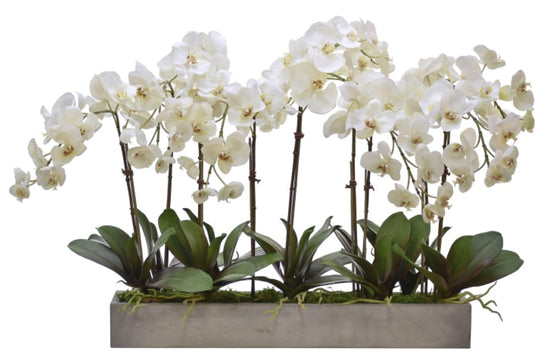 ORCHID PHAL CONCRETE