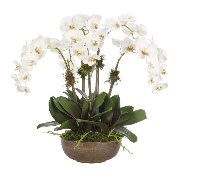 ORCHID PHALAENOPSIS