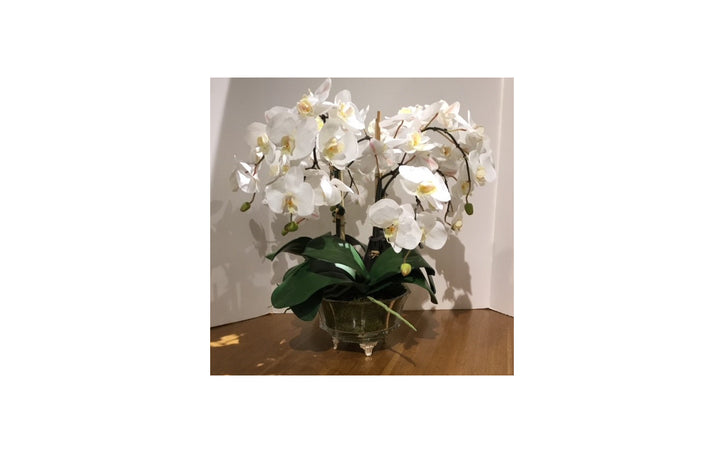 PHALAENOPSIS ORCHID