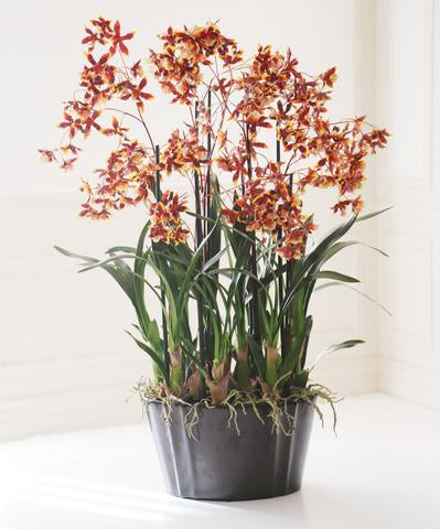 DANCING ONCIDIUM IN POT